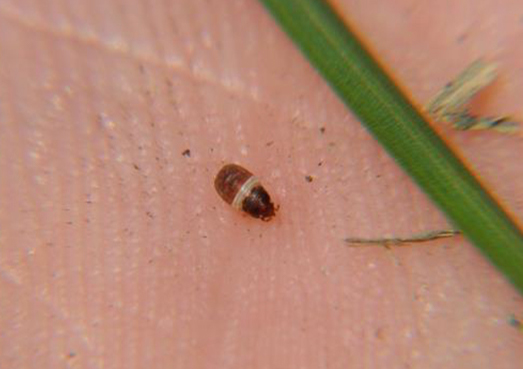 System.Collections.Generic.List`1[System.String]